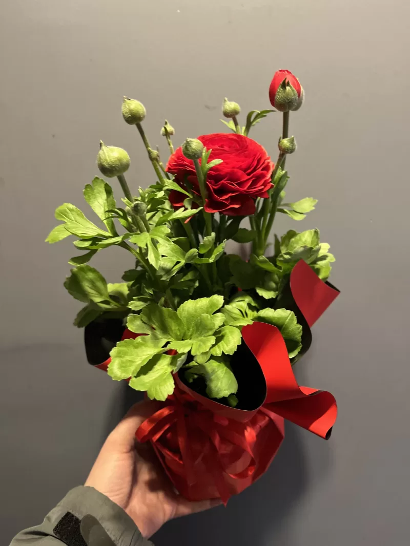 Saksıda Erengül Çiçeği