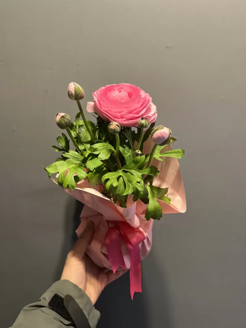 Saksıda Erengül Çiçeği