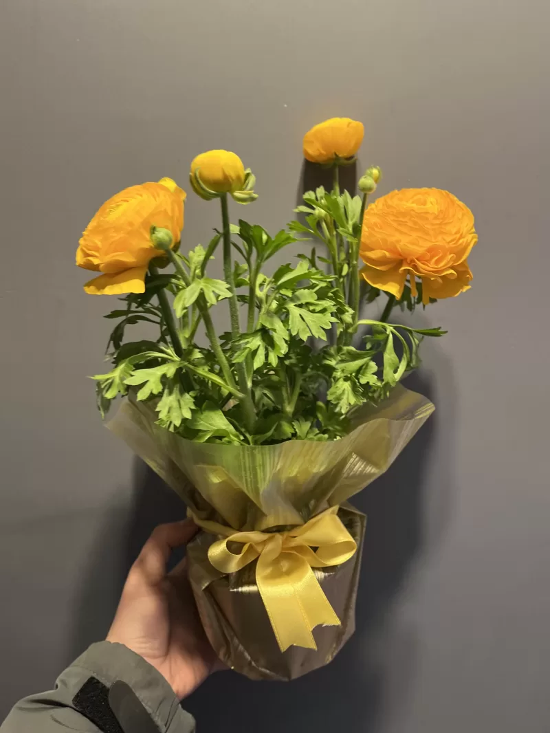 Saksıda Erengül Çiçeği
