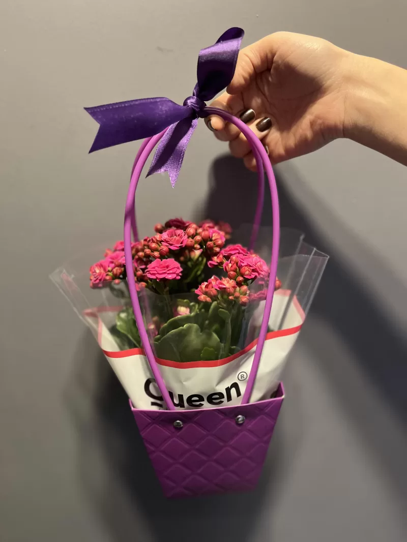 Kalanşo Çiçeği